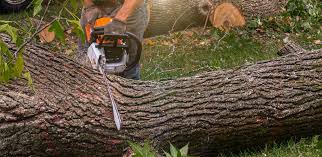 Professional Tree Care in Greene, RI