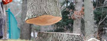 Best Storm Damage Tree Cleanup  in Greene, RI