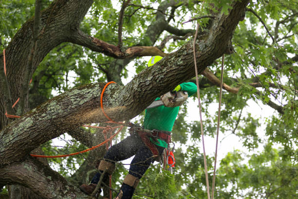 How Our Tree Care Process Works  in  Greene, RI