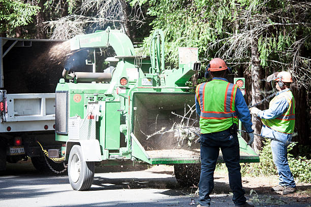 Tree and Shrub Care in Greene, RI