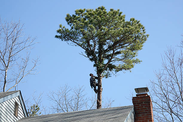 Best Tree Removal  in Greene, RI